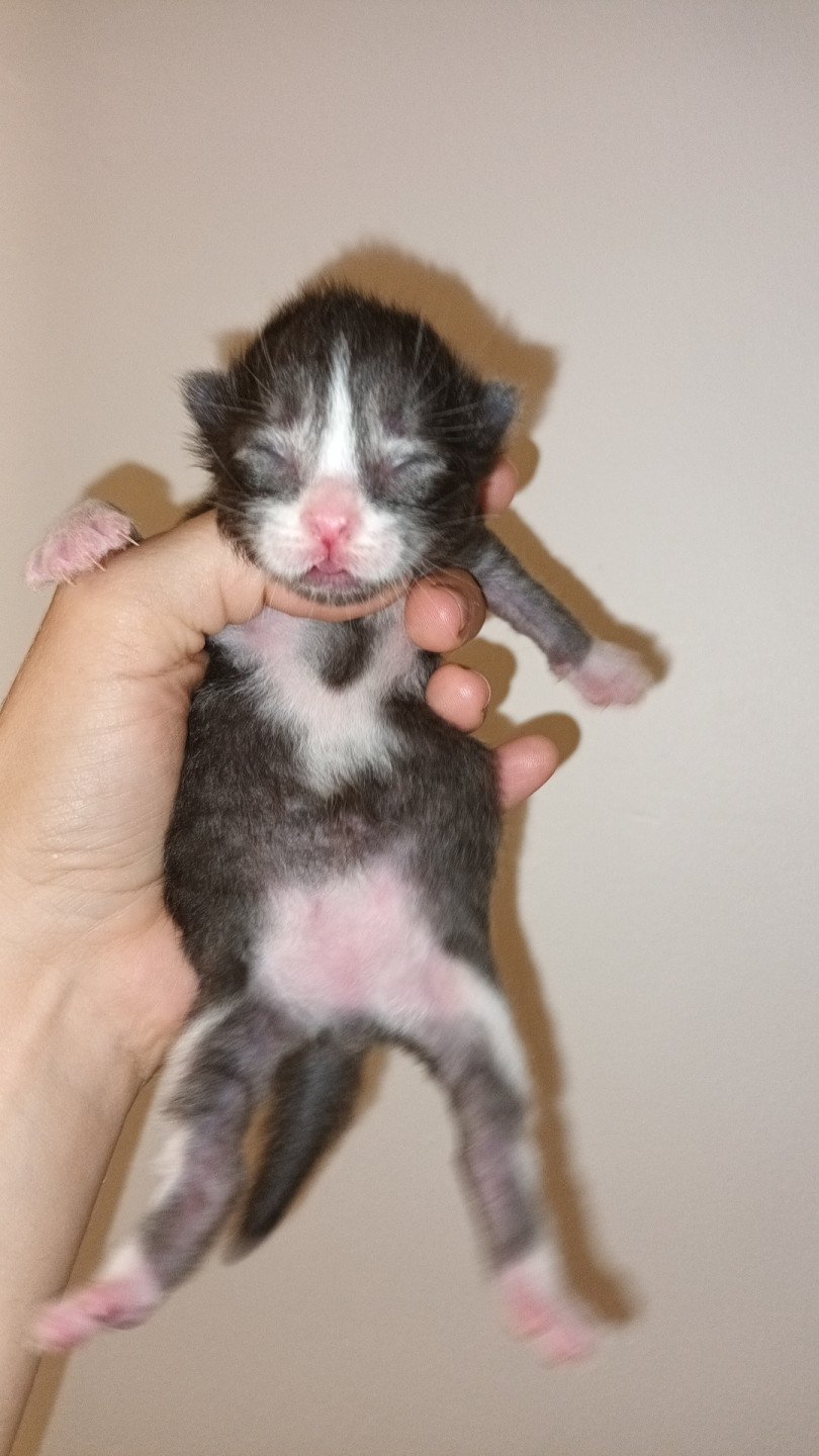 chaton Sibérien black silver mackerel tabby & blanc Ultra Deschachou 1359
