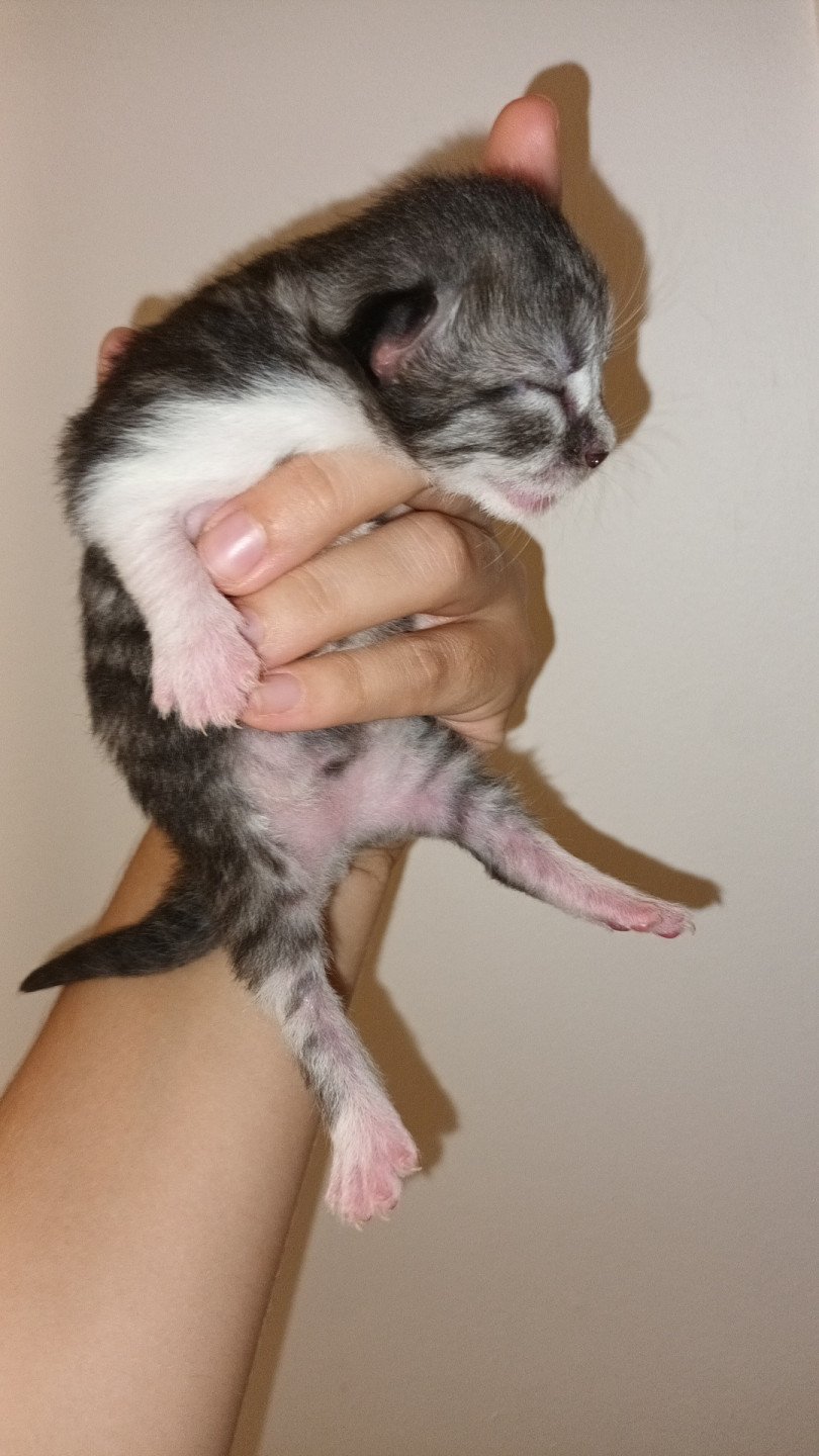chaton Sibérien black silver mackerel tabby & blanc Ultra Deschachou 1359