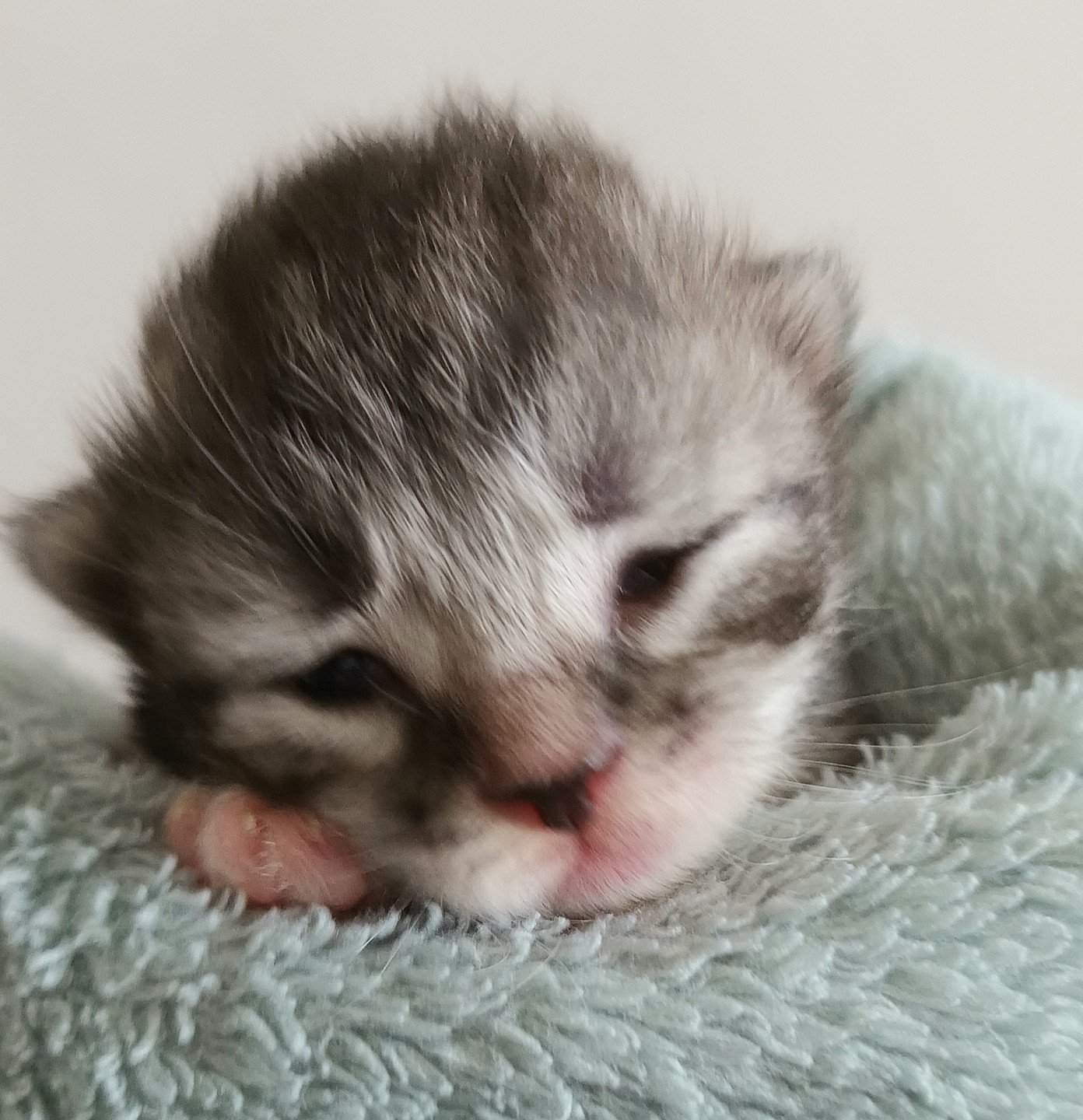 chaton Sibérien black silver mackerel tabby & blanc Ultra Deschachou 1359