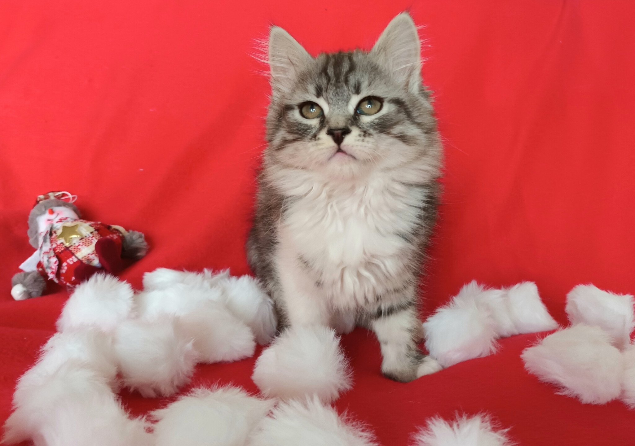 chaton Sibérien black silver mackerel tabby & blanc Ultime élevage de chat sibérien deschachou 1359