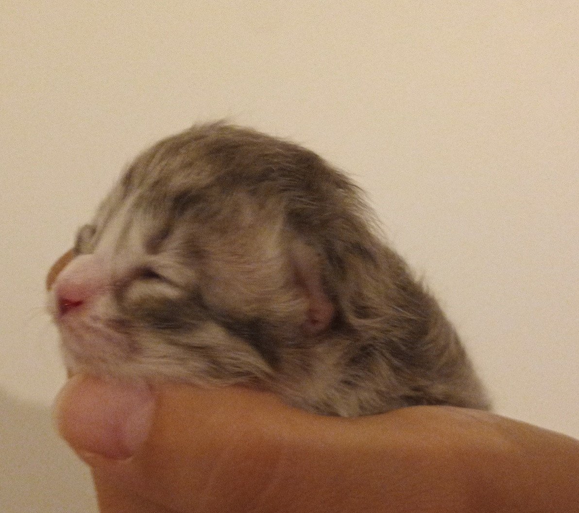 chaton Sibérien blue silver spotted tabby & blanc Unik Deschachou 1359
