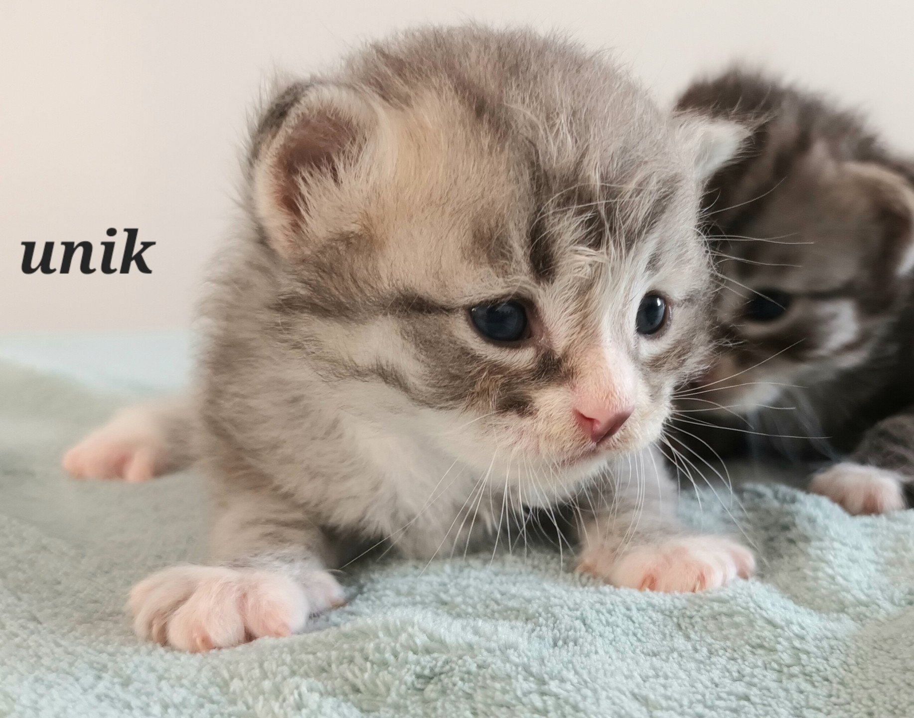 chaton Sibérien blue silver spotted tabby & blanc Unik Deschachou 1359
