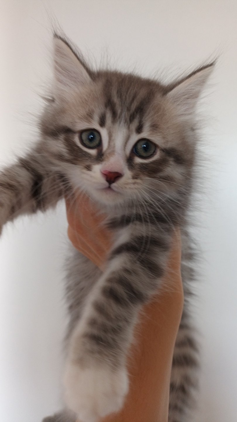 chaton Sibérien blue silver spotted tabby & blanc Unik élevage de chat sibérien deschachou 1359