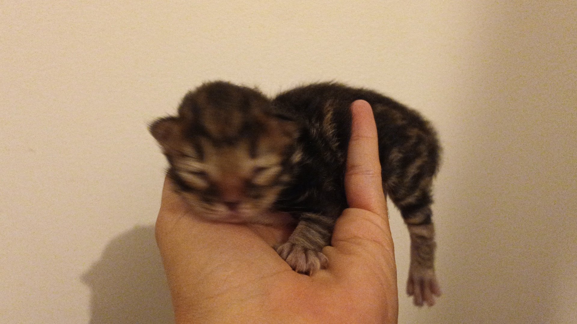 chaton Sibérien brown blotched tabby Uno Deschachou 1359