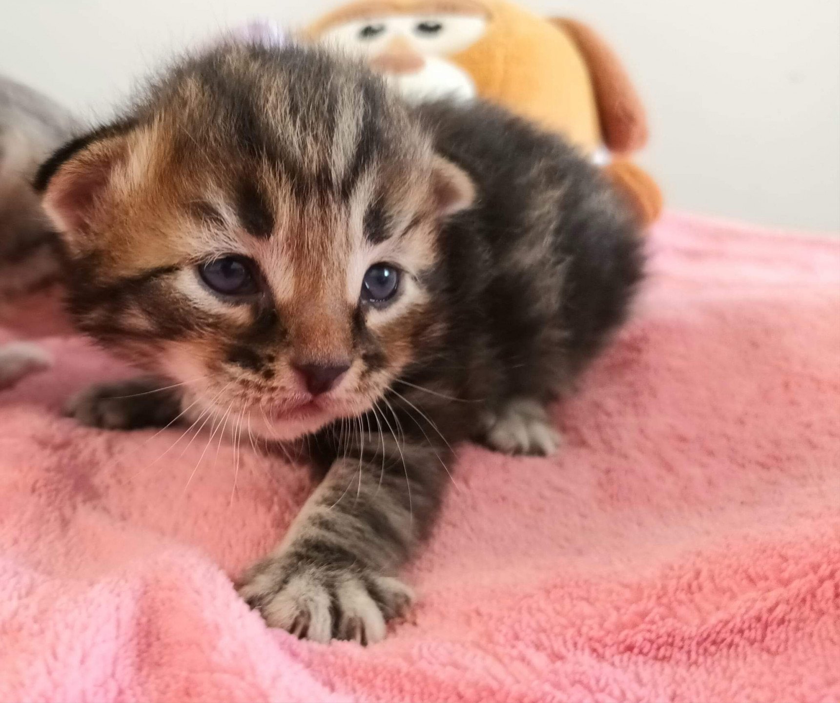 chaton Sibérien brown blotched tabby Uno Deschachou 1359