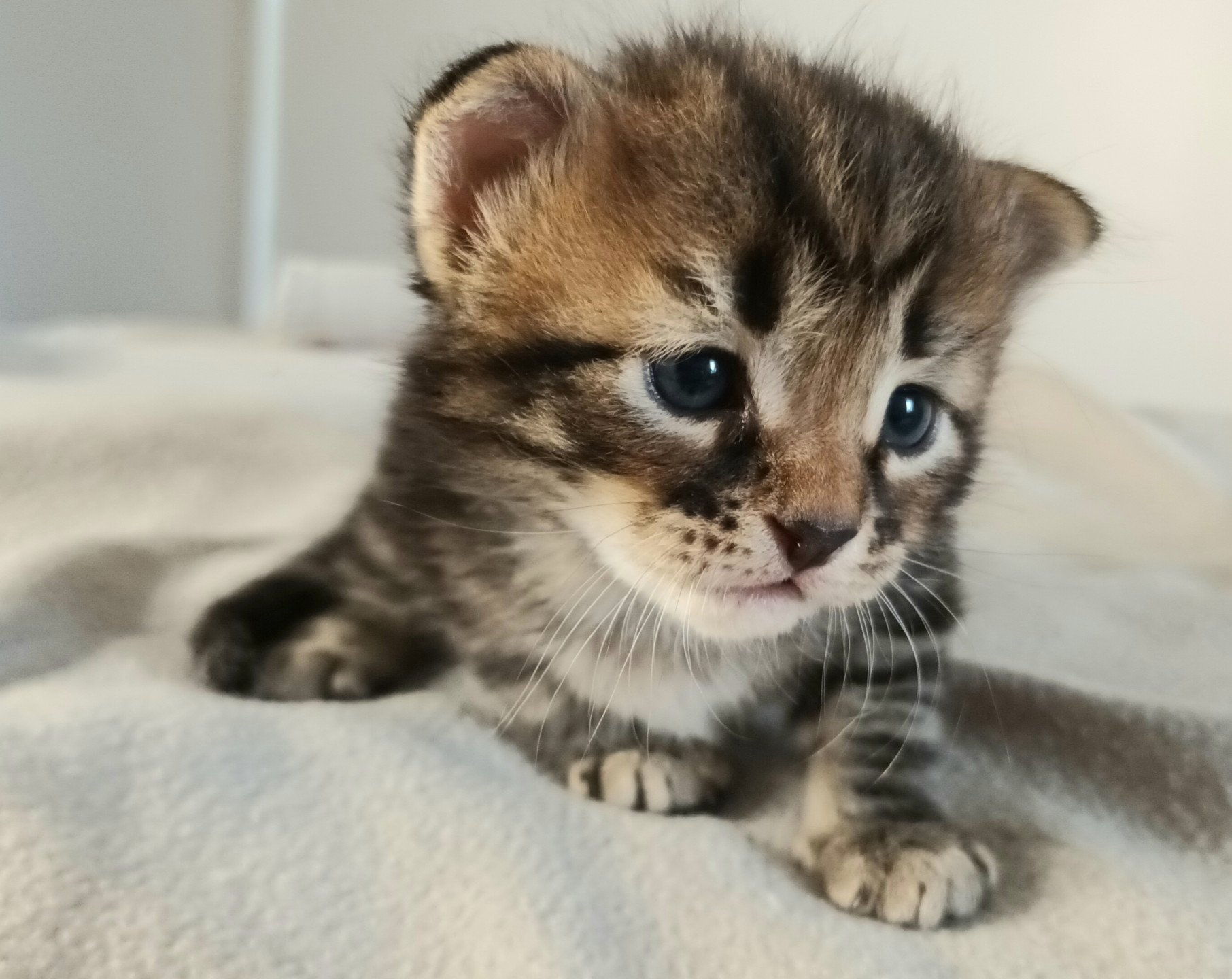 chaton Sibérien brown blotched tabby Uno Deschachou 1359