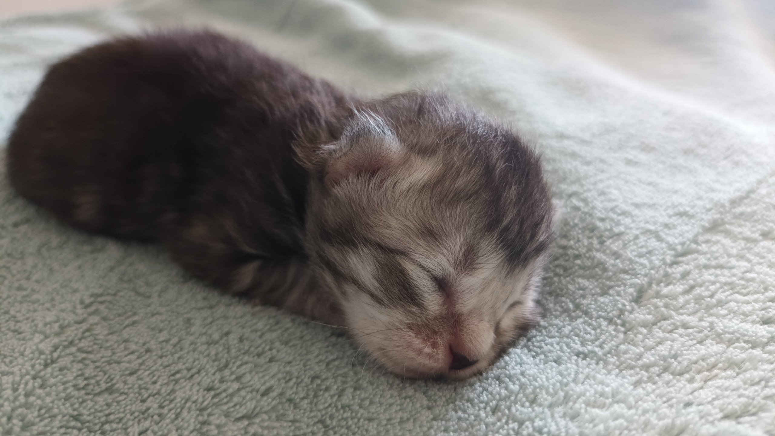 chaton Sibérien black silver mackerel tabby Ursul Deschachou 1359