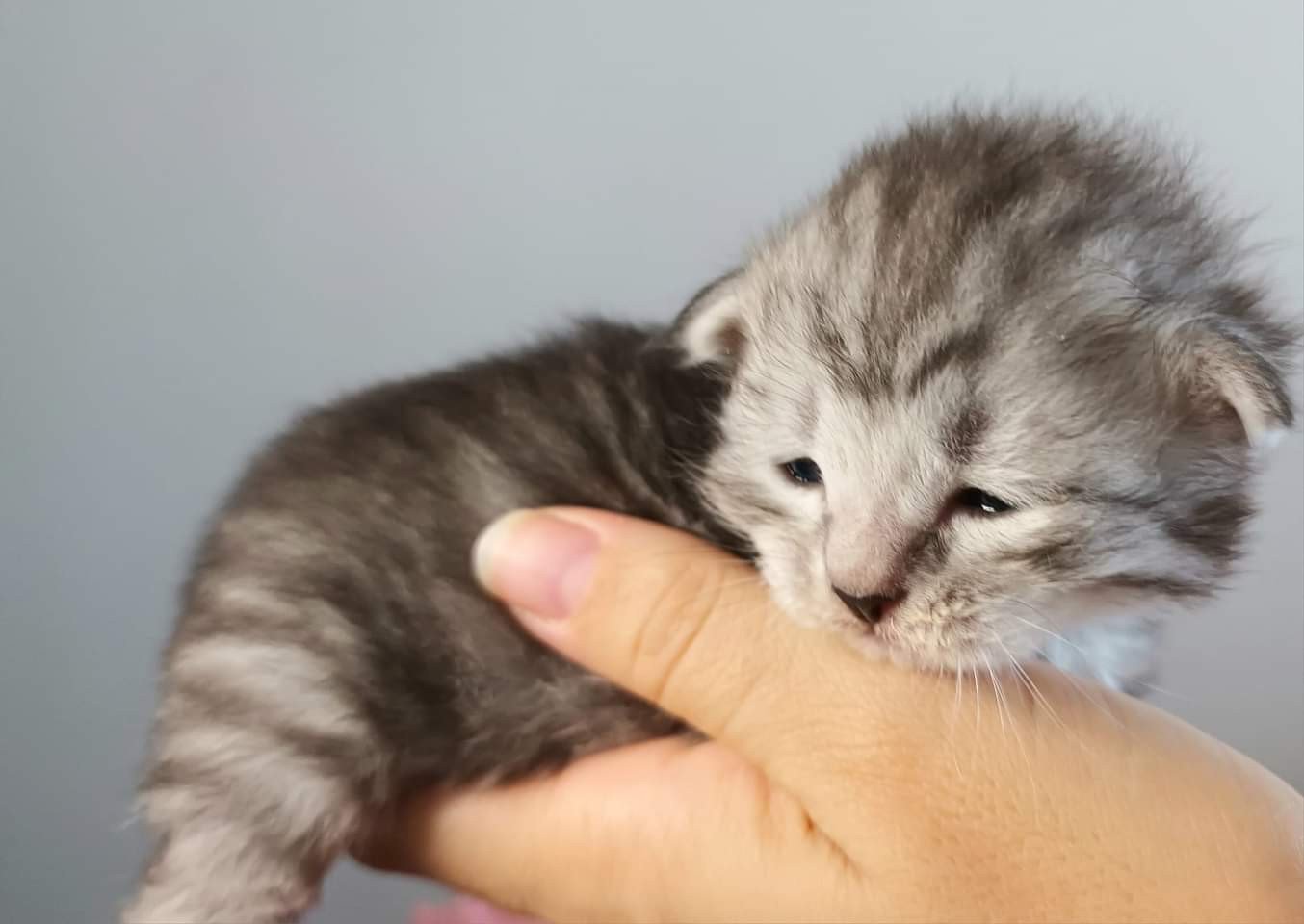 chaton Sibérien black silver mackerel tabby Ursul Deschachou 1359