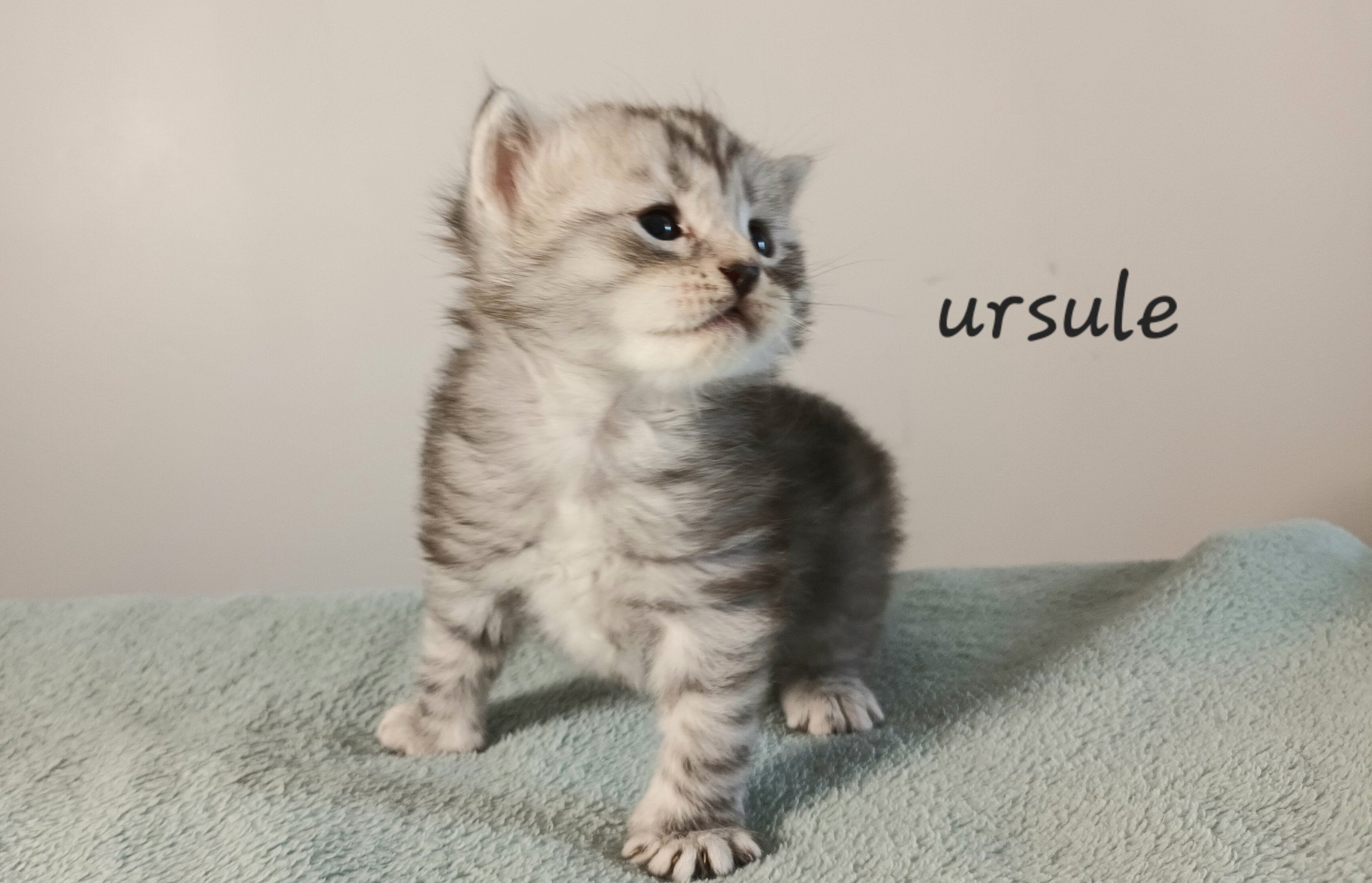chaton Sibérien black silver mackerel tabby Ursul élevage de chat sibérien deschachou 1359