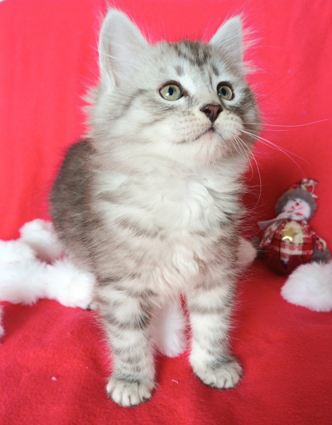 chaton Sibérien black silver mackerel tabby Ursul élevage de chat sibérien deschachou 1359