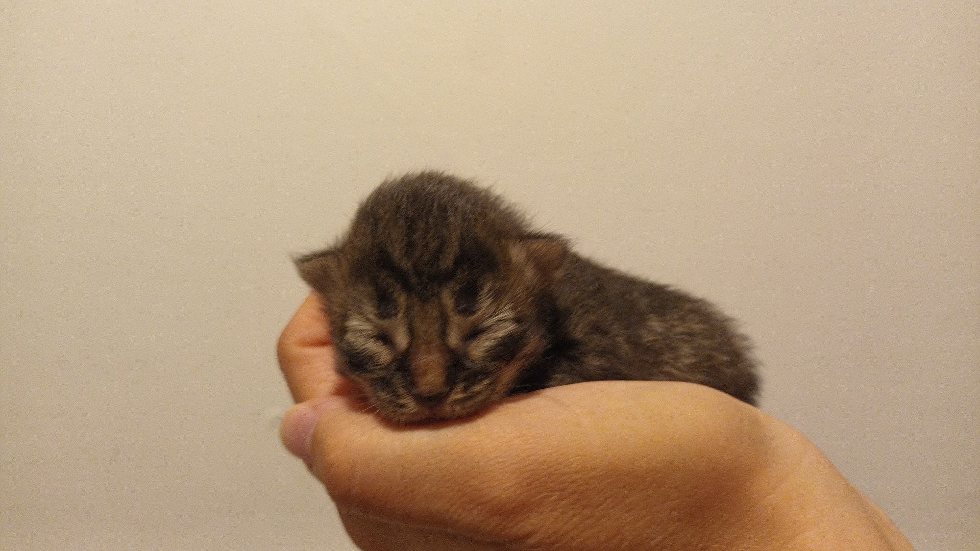 chaton Sibérien brown mackerel tabby & blanc Uslada Deschachou 1359