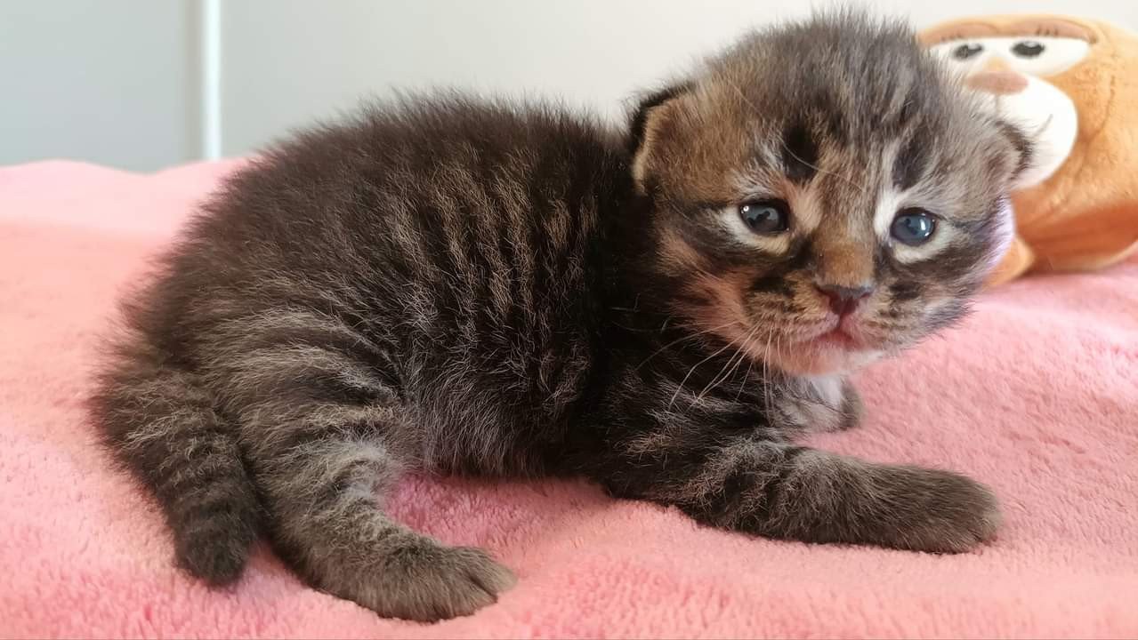 chaton Sibérien brown mackerel tabby & blanc Uslada Deschachou 1359