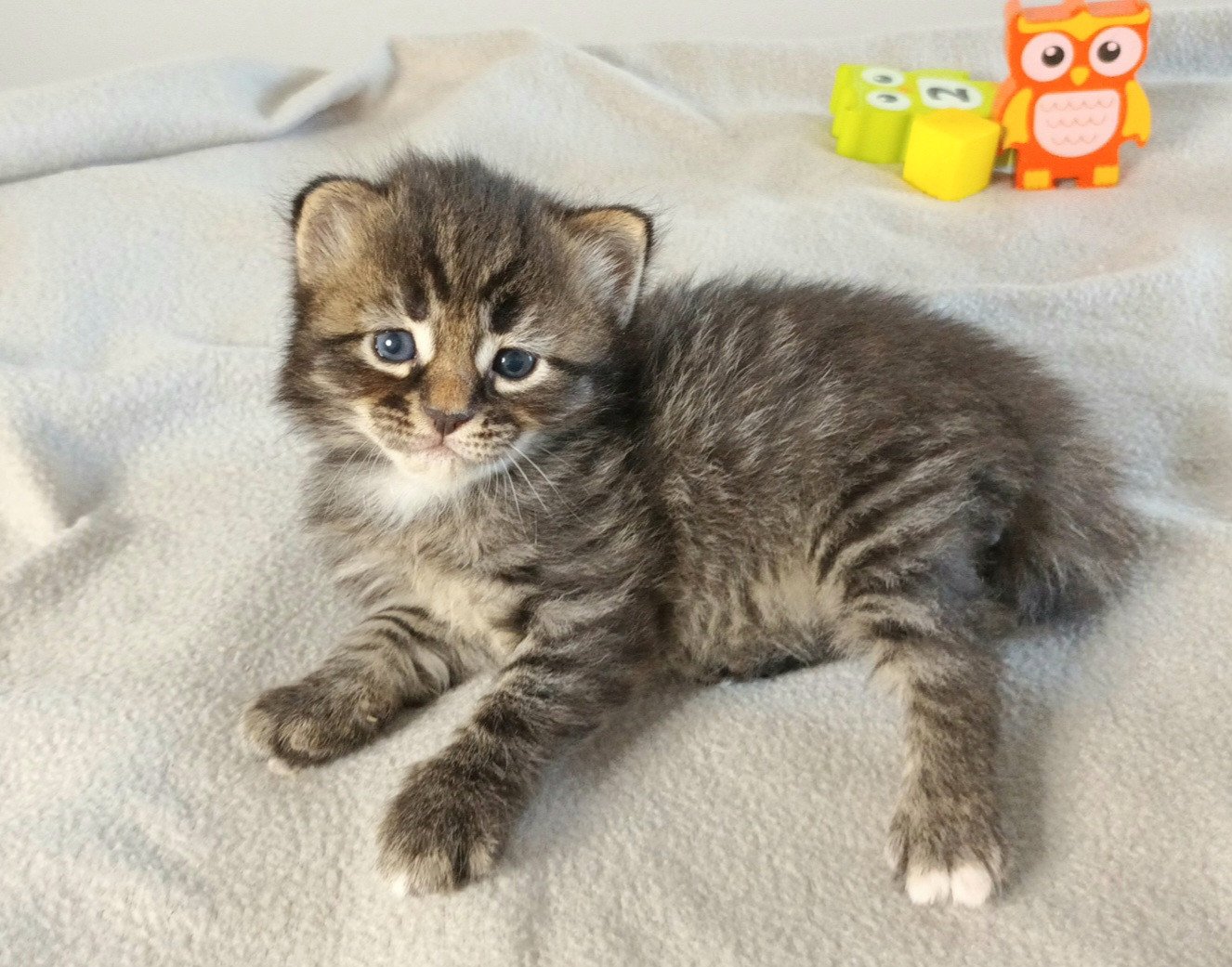 chaton Sibérien brown mackerel tabby & blanc Uslada Deschachou 1359