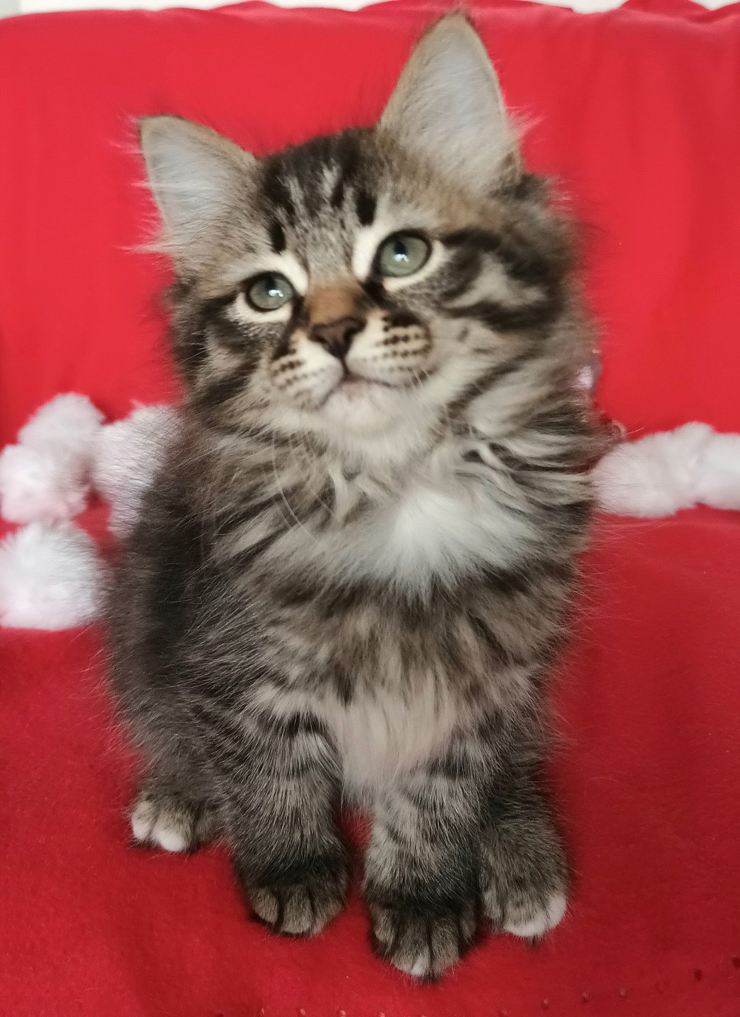 chaton Sibérien brown mackerel tabby & blanc Uslada élevage de chat sibérien deschachou 1359