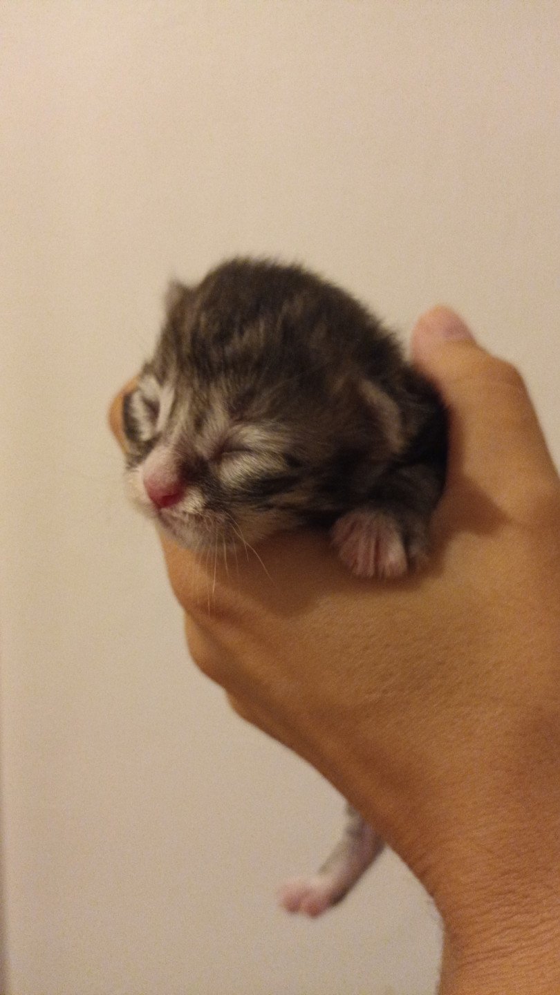 chaton Sibérien black silver spotted tabby & blanc Ustin Deschachou 1359
