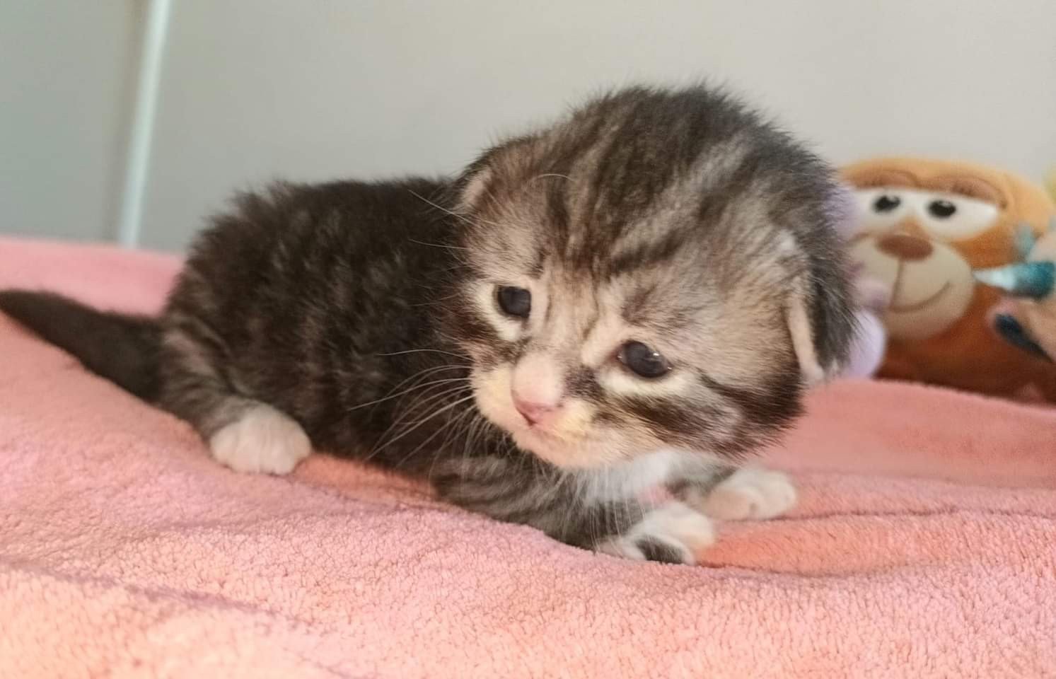 chaton Sibérien black silver spotted tabby & blanc Ustin Deschachou 1359