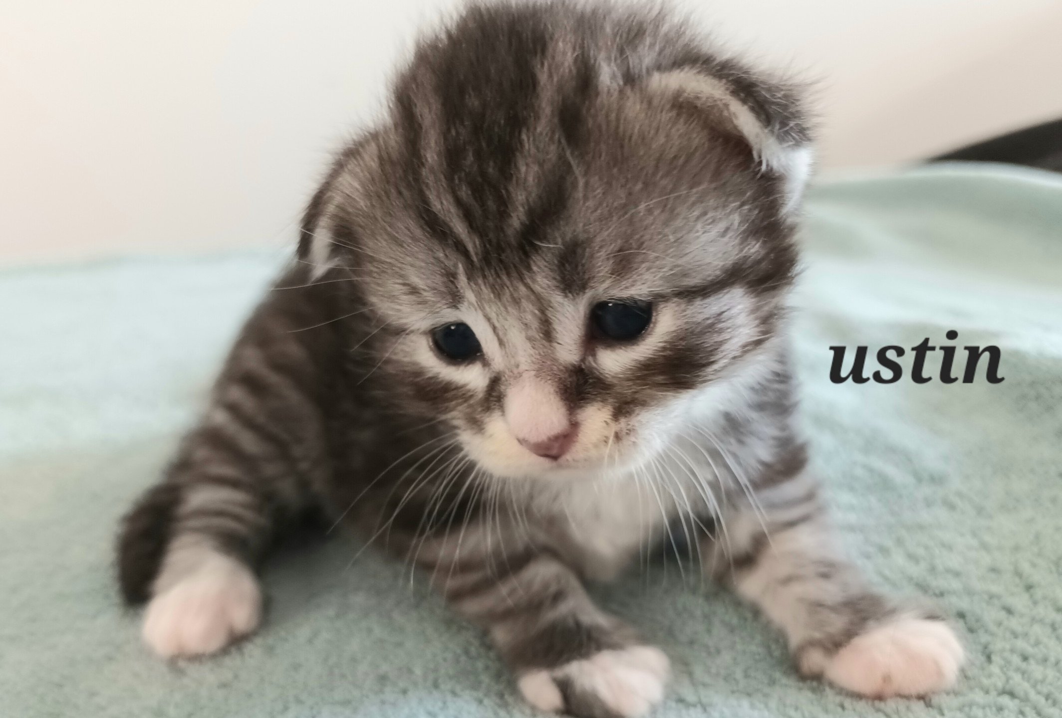 chaton Sibérien black silver spotted tabby & blanc Ustin Deschachou 1359