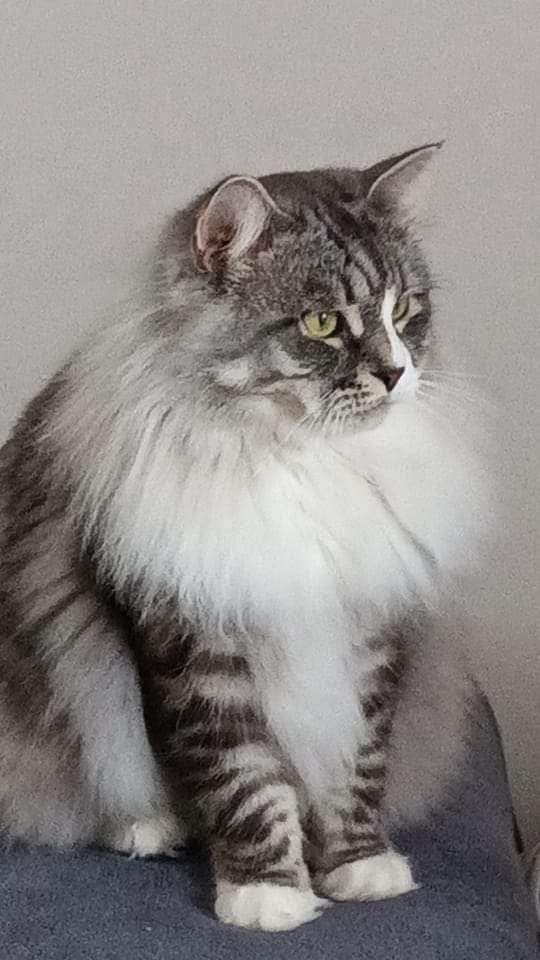 chat Sibérien Ustin Deschachou 1359