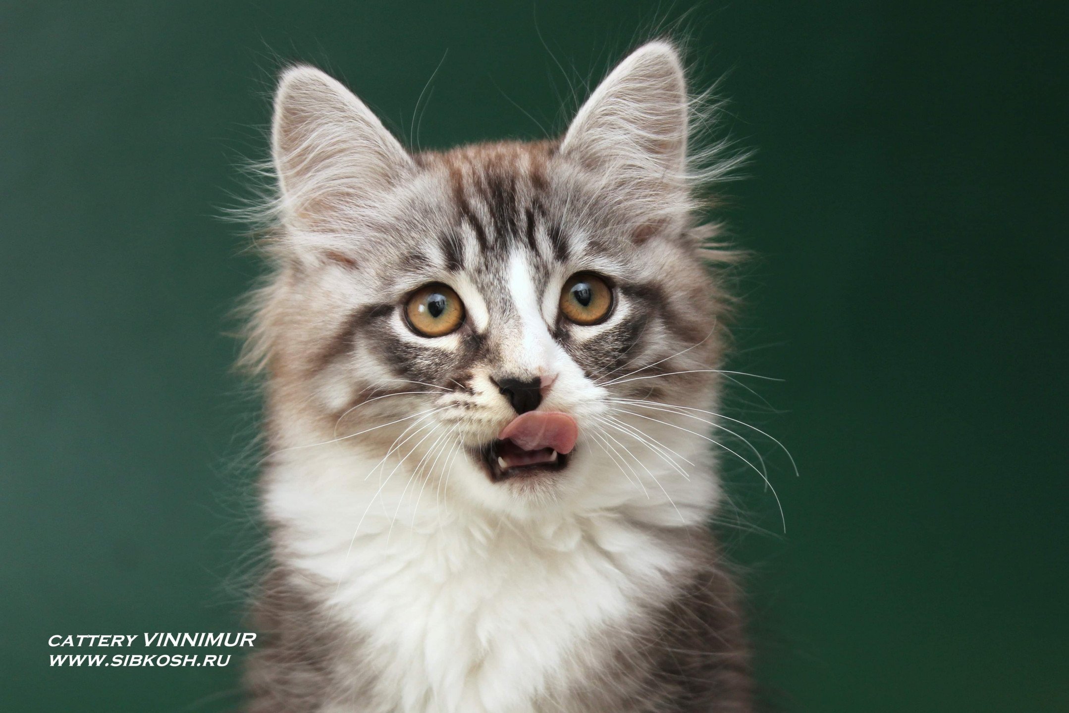 chat Sibérien black silver spotted tabby & blanc Ustin Deschachou 1359