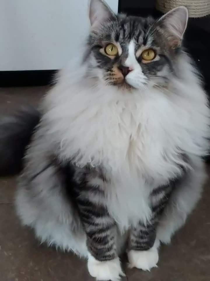 chat Sibérien black silver spotted tabby & blanc Ustin Deschachou 1359