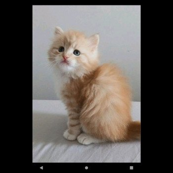 chaton Sibérien red silver spotted tabby & blanc Deschachou 1359