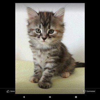 chaton Sibérien black tortie silver mackerel tabby Deschachou 1359