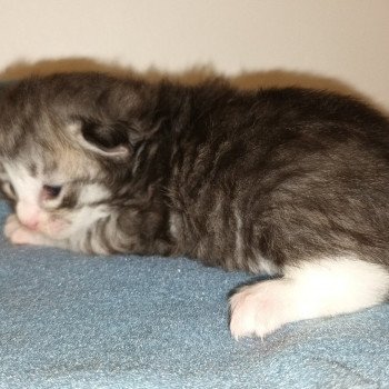 chaton Sibérien black silver mackerel tabby & blanc élevage de chat sibérien deschachou 1359