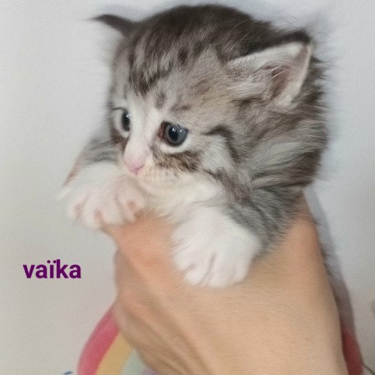 Vaïka Deschachou 1359 Femelle Sibérien