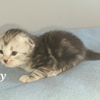 chaton Sibérien black silver blotched tabby élevage de chat sibérien deschachou 1359