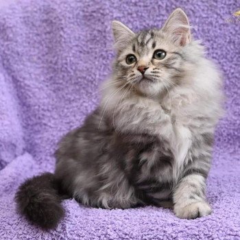 chat Sibérien Nadia Deschachou 1359