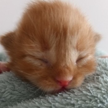 chaton Sibérien red smoke & blanc Ugo Deschachou 1359 chaton Sibérien red smoke & blanc Ugo Deschachou 1359