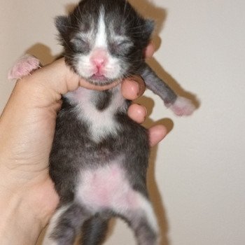chaton Sibérien black silver mackerel tabby & blanc Ultra Deschachou 1359