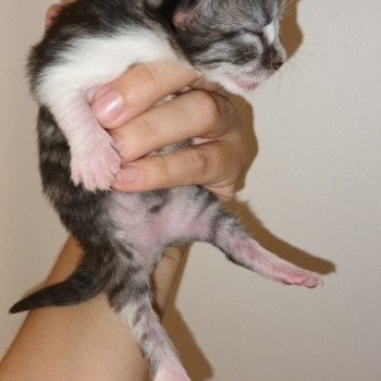 chaton Sibérien black silver mackerel tabby & blanc Ultra Deschachou 1359