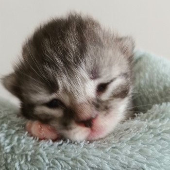 chaton Sibérien black silver mackerel tabby & blanc Ultra Deschachou 1359