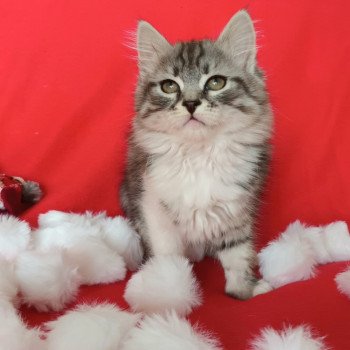 chaton Sibérien black silver mackerel tabby & blanc Ultime élevage de chat sibérien deschachou 1359