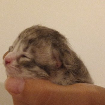 chaton Sibérien blue silver spotted tabby & blanc Unik Deschachou 1359 chaton Sibérien blue silver spotted tabby & blanc Unik Deschachou 1359