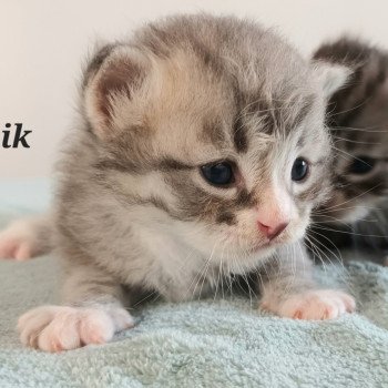 chaton Sibérien blue silver spotted tabby & blanc Unik Deschachou 1359 chaton Sibérien blue silver spotted tabby & blanc Unik Deschachou 1359