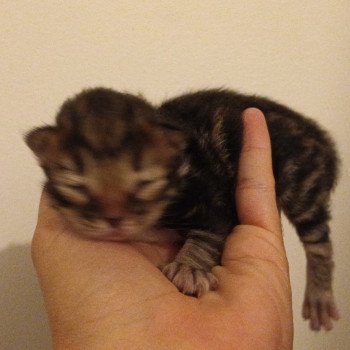 chaton Sibérien brown blotched tabby Uno Deschachou 1359 chaton Sibérien brown blotched tabby Uno Deschachou 1359
