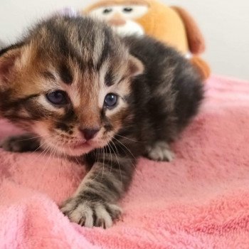 chaton Sibérien brown blotched tabby Uno Deschachou 1359 chaton Sibérien brown blotched tabby Uno Deschachou 1359