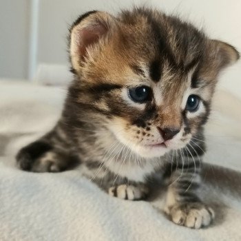 chaton Sibérien brown blotched tabby Uno Deschachou 1359 chaton Sibérien brown blotched tabby Uno Deschachou 1359