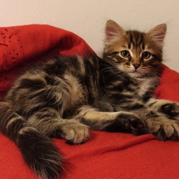 chaton Sibérien brown blotched tabby Uno élevage de chat sibérien deschachou 1359 chaton Sibérien brown blotched tabby Uno élevage de chat sibérien deschachou 1359
