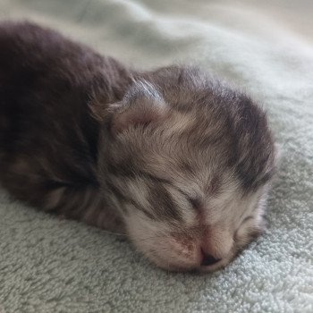 chaton Sibérien black silver mackerel tabby Ursul Deschachou 1359 chaton Sibérien black silver mackerel tabby Ursul Deschachou 1359