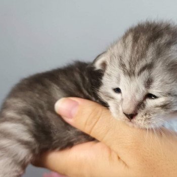 chaton Sibérien black silver mackerel tabby Ursul Deschachou 1359 chaton Sibérien black silver mackerel tabby Ursul Deschachou 1359