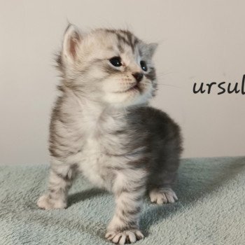 chaton Sibérien black silver mackerel tabby Ursul élevage de chat sibérien deschachou 1359 chaton Sibérien black silver mackerel tabby Ursul élevage de chat sibérien deschachou 1359