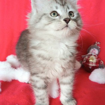 chaton Sibérien black silver mackerel tabby Ursul élevage de chat sibérien deschachou 1359 chaton Sibérien black silver mackerel tabby Ursul élevage de chat sibérien deschachou 1359
