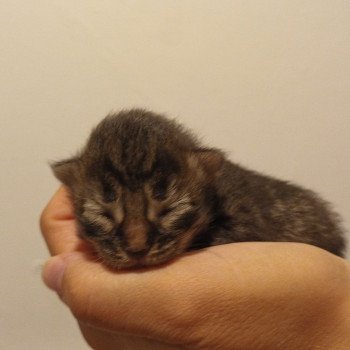 chaton Sibérien brown mackerel tabby & blanc Uslada Deschachou 1359 chaton Sibérien brown mackerel tabby & blanc Uslada Deschachou 1359