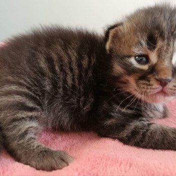chaton Sibérien brown mackerel tabby & blanc Uslada Deschachou 1359 chaton Sibérien brown mackerel tabby & blanc Uslada Deschachou 1359