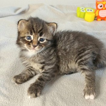 chaton Sibérien brown mackerel tabby & blanc Uslada Deschachou 1359 chaton Sibérien brown mackerel tabby & blanc Uslada Deschachou 1359
