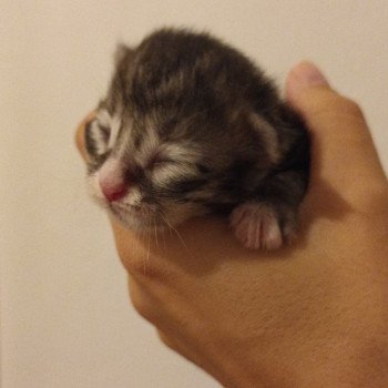 chaton Sibérien black silver spotted tabby & blanc Ustin Deschachou 1359 chaton Sibérien black silver spotted tabby & blanc Ustin Deschachou 1359