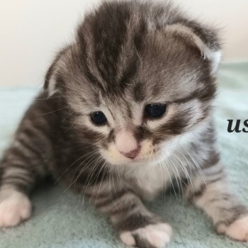 chaton Sibérien black silver spotted tabby & blanc Ustin Deschachou 1359 chaton Sibérien black silver spotted tabby & blanc Ustin Deschachou 1359